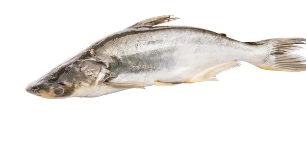 Pangasius Sutchi Fish — Stock Photo, Image