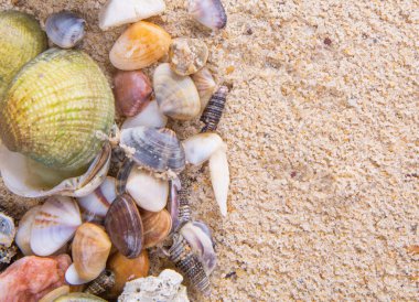 İstiridye ve deniz kabuklarını