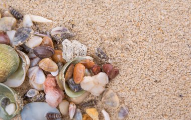 İstiridye ve deniz kabuklarını