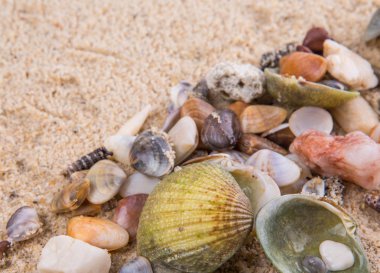 İstiridye ve deniz kabuklarını