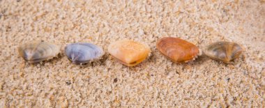 İstiridye ve deniz kabuklarını