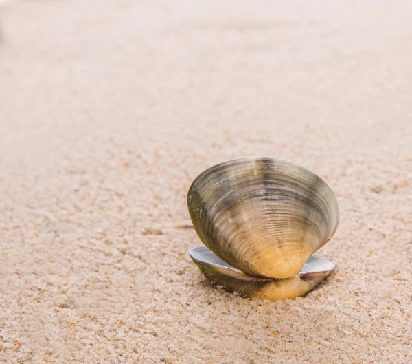 Concha de amêijoa na praia — Fotografia de Stock