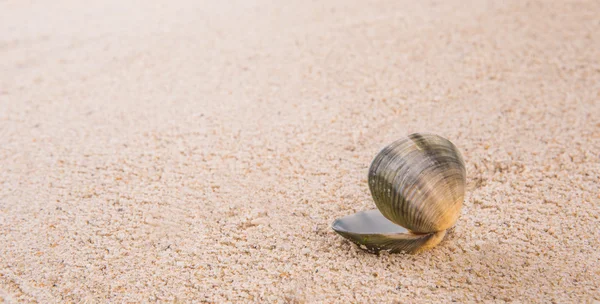 Concha de amêijoa na praia — Fotografia de Stock