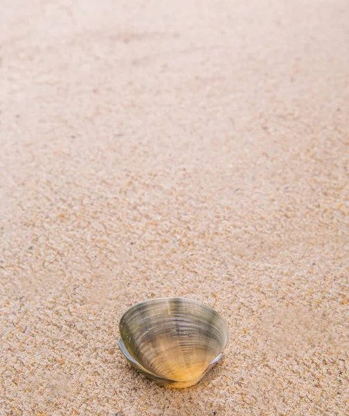 Coquille de palourde sur la plage — Photo