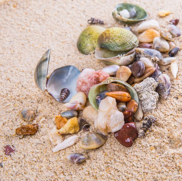 Vongole e conchiglie — Foto Stock