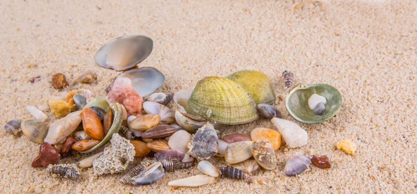 Muscheln und Muscheln — Stockfoto