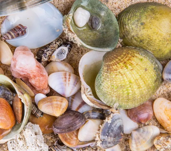 Clams And Seashells — Stock Photo, Image