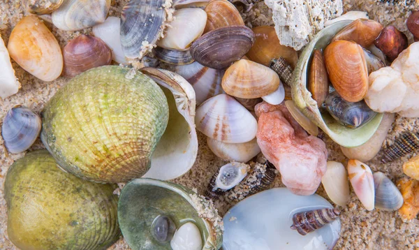 Amêijoas e conchas — Fotografia de Stock