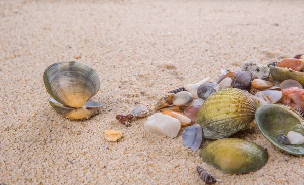 Amêijoas e conchas — Fotografia de Stock