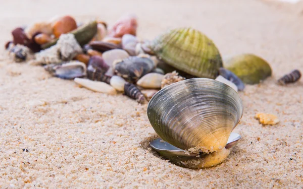 Amêijoas e conchas — Fotografia de Stock