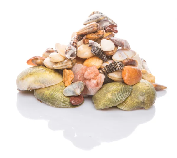 Seashells — Stock Photo, Image