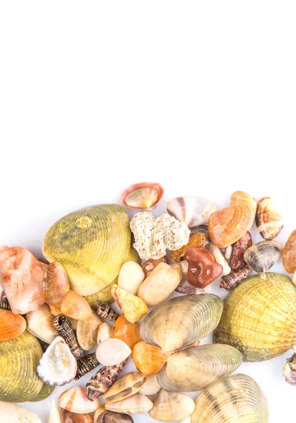 Seashells — Stock Photo, Image