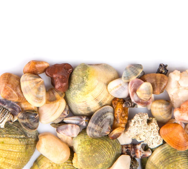 Seashells — Stock Photo, Image