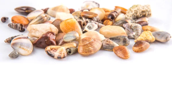 Seashells — Stock Photo, Image