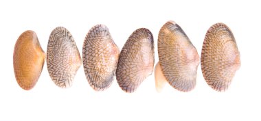 yumuşak kabuk midye