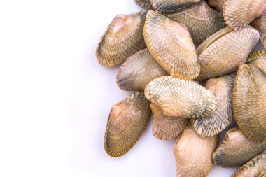 yumuşak kabuk midye