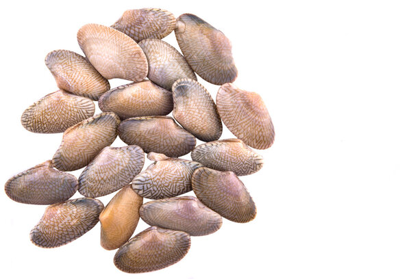 Моллюски Soft Shell
