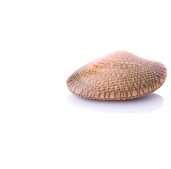 М'які оболонки молюсків — стокове фото