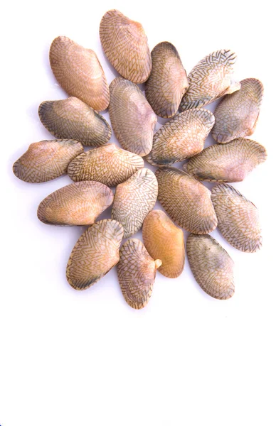 Almejas de cáscara suave — Foto de Stock
