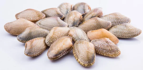 Soft Shell Clams — Stock Photo, Image