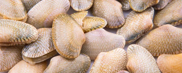 М'які оболонки молюсків — стокове фото