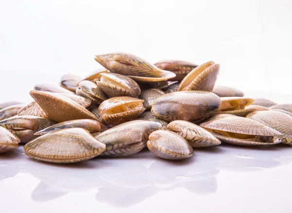 Soft Shell Clams — Stock Photo, Image