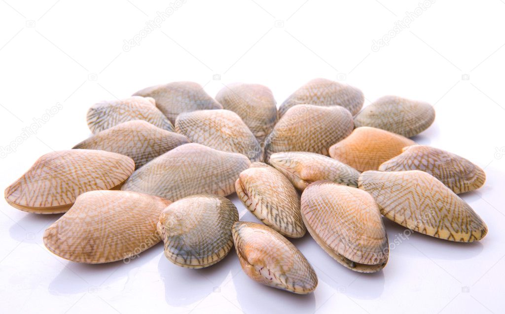 Soft Shell Clams