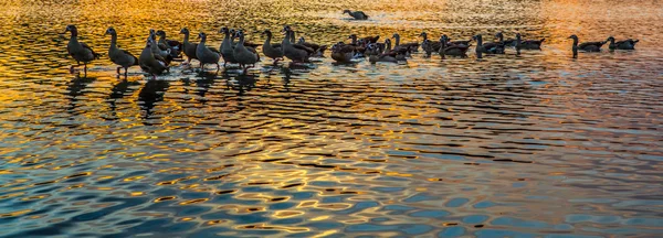 Divoké kachny a západ slunce — Stock fotografie