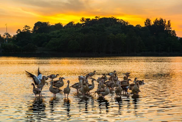 Yaban ördekleri ve gün batımı — Stok fotoğraf