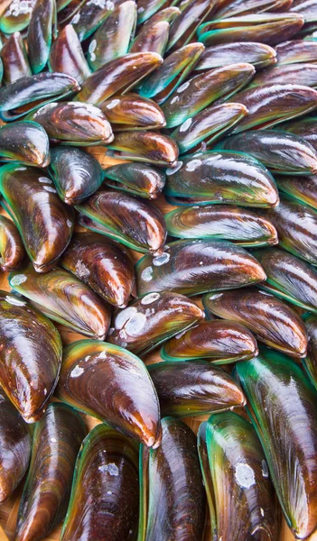 Saltvatten musslor — Stockfoto