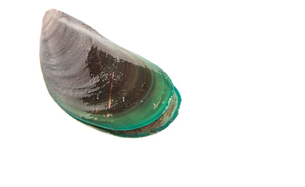 Saltwater Mussel — Stock Photo, Image