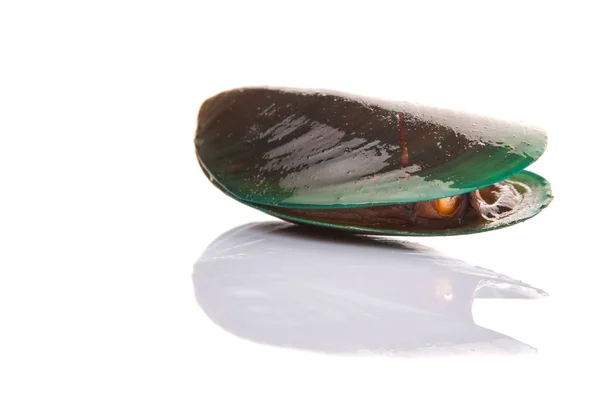 Zoutwater Mossel — Stockfoto