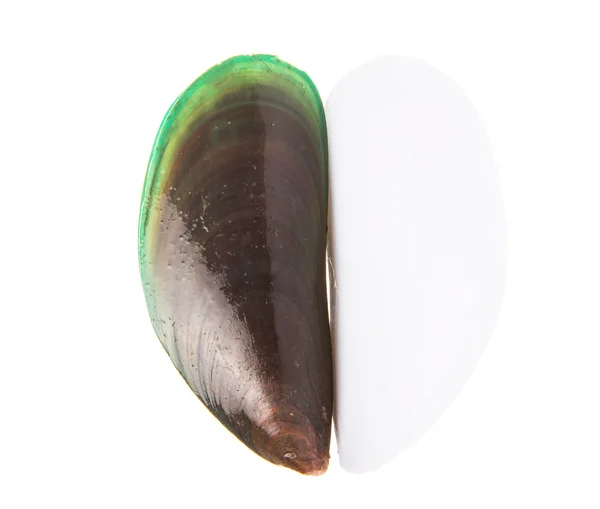 Saltvatten mussla — Stockfoto