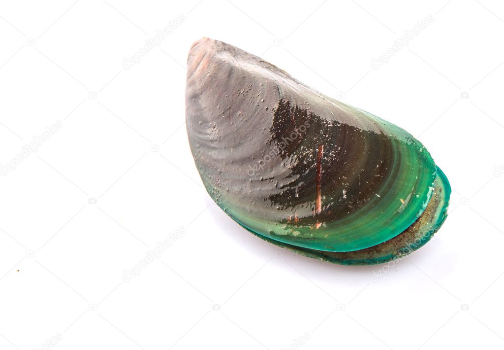Saltwater Mussel