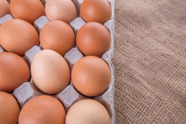 tavuk yumurta yumurta kartonu