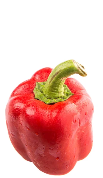 Capsicum Rouge Sur Fond Blanc — Photo