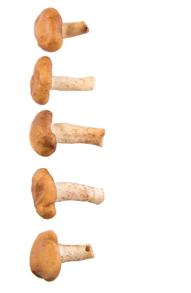 Champignon comestible — Photo