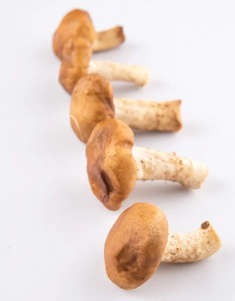 Champignon comestible — Photo