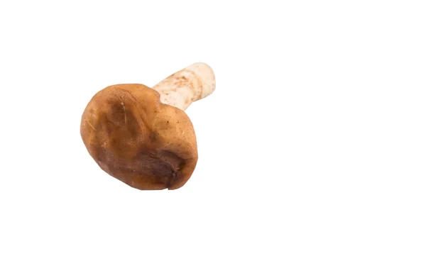 Cogumelo comestível — Fotografia de Stock