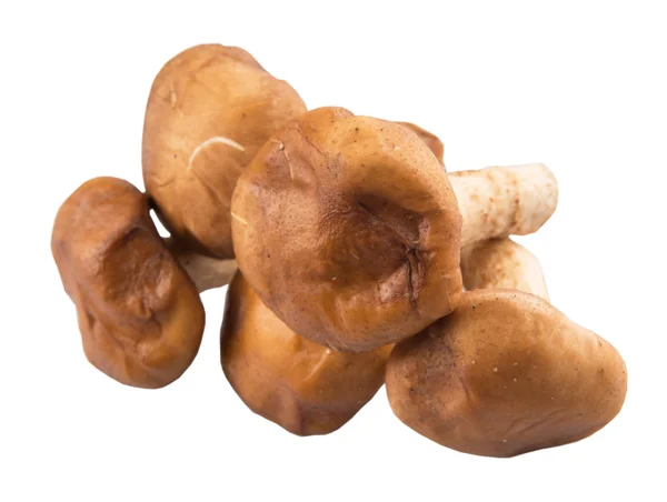 Champignon comestible — Photo