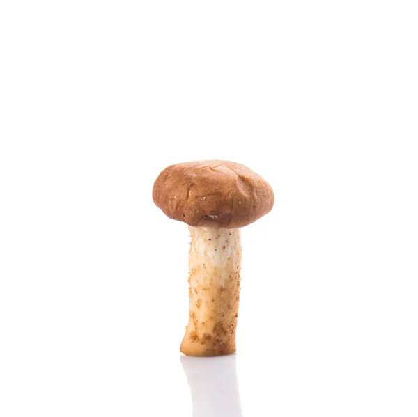 Edible Mushroom — Stock Photo, Image