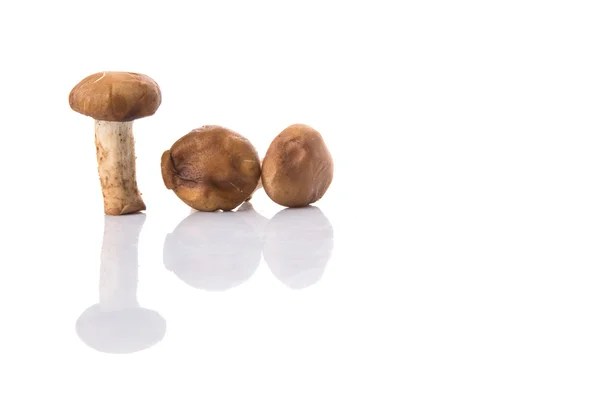 Champignon Comestible Sur Fond Blanc — Photo