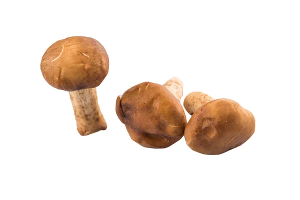 Spiselige svampe - Stock-foto