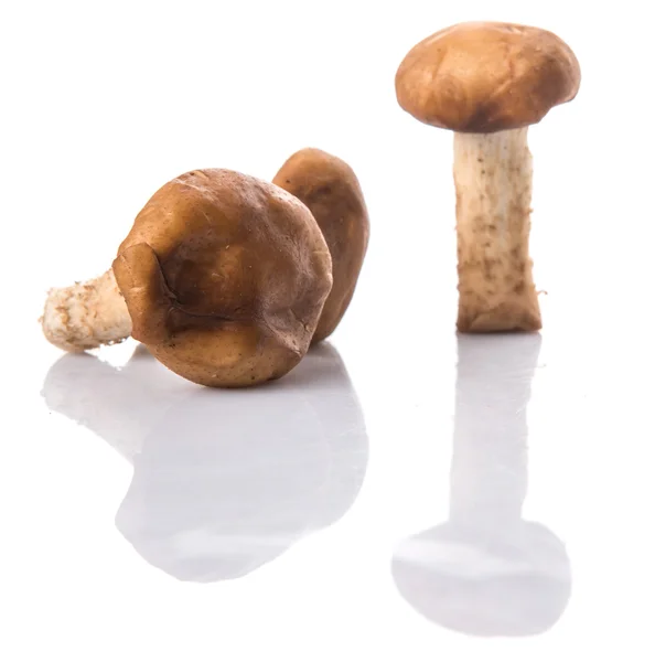 Їстівні гриби — стокове фото