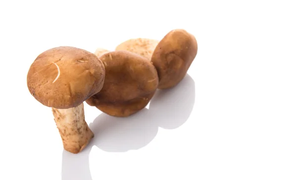 Champignon comestible — Photo