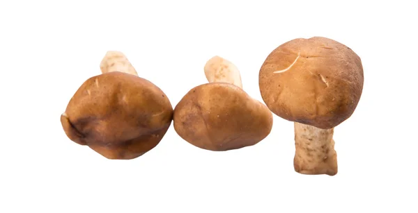 Champignon comestible — Photo