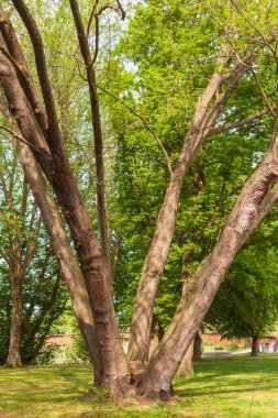 Bocholt şehrinin parkında dört sandıkla akçaağaç.