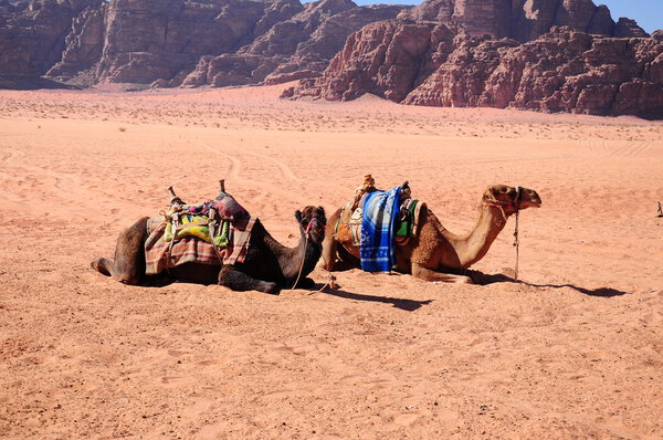 camels