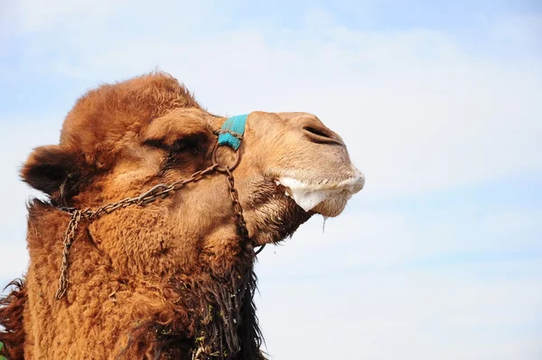 Camel — Stockfoto