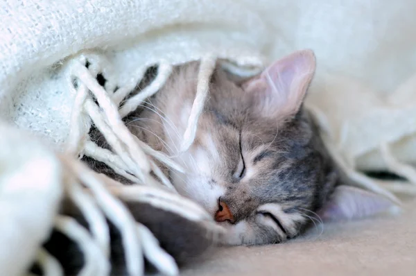 Gatto che dorme sotto coperta — Foto Stock